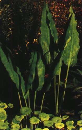 Cryptocoryne ciliata
